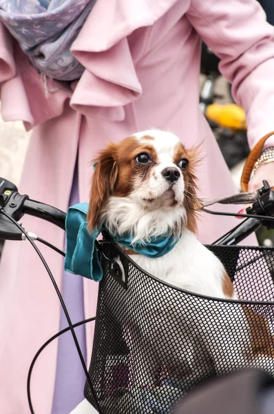 Köpek ayakta Bisiklet sepeti