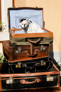 Eski deri bavul ve kedi