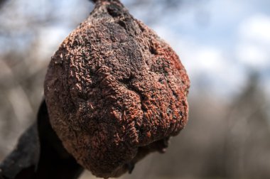 Şube sonbahar armut solmuş