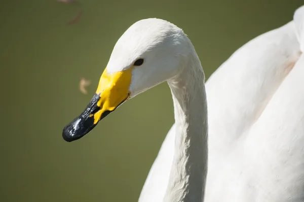 Whooper swan closeup — Stock Photo, Image