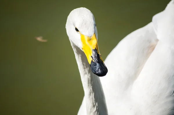 Sångsvan swan närbild — Stockfoto