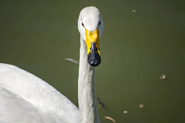 Whooper swan closeup — Stock Photo, Image