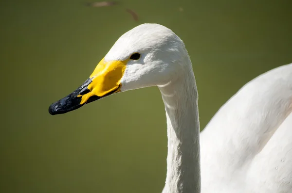 Whooper swan closeup — Stock Photo, Image