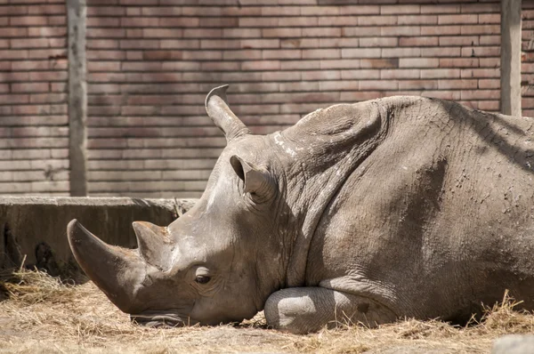 Rinoceronte negro mentiroso no zoológico — Fotografia de Stock