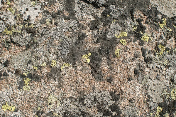 Superfície de rocha com líquenes — Fotografia de Stock