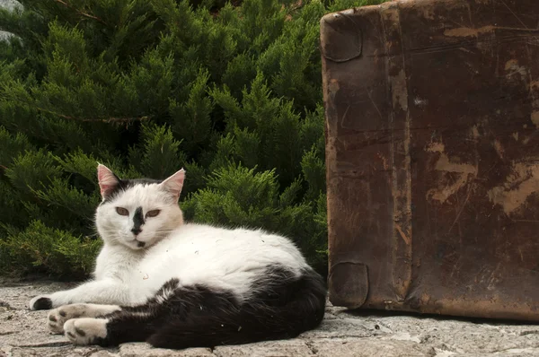 Liegen kat en oude suicase — Stockfoto