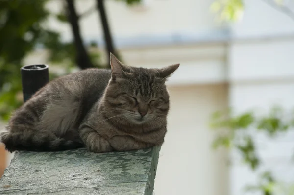 Спляча кішки алеї — стокове фото
