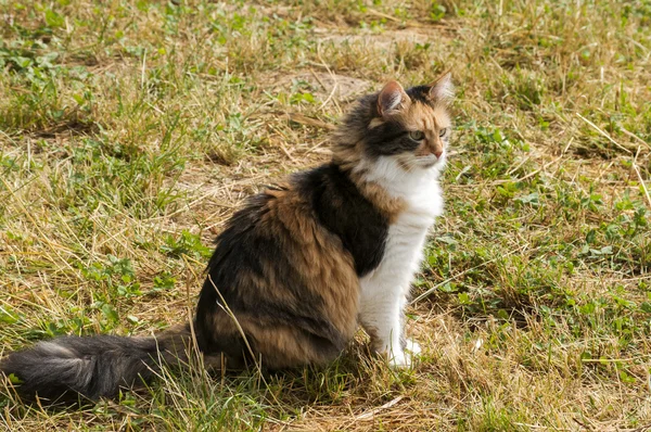 컬러 여성 고양이 — 스톡 사진