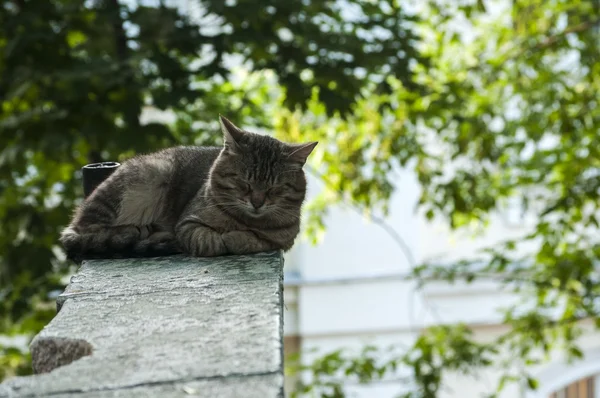 Gato do beco adormecido — Fotografia de Stock