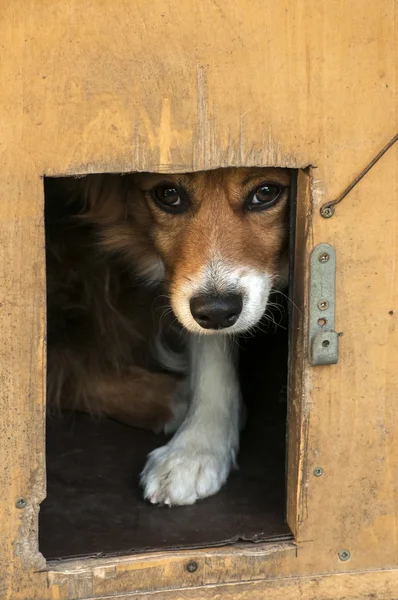 Mixed breed dog head