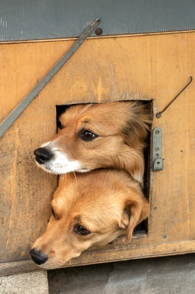 Mixed breed dogs — Stock Photo, Image