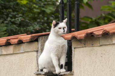 Kedi Bahçe duvar