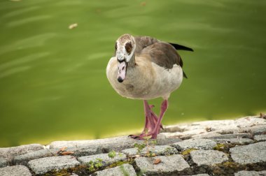 Closeup vahşi yeşilbaş ördek