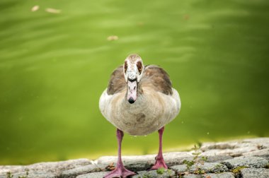 Closeup vahşi yeşilbaş ördek