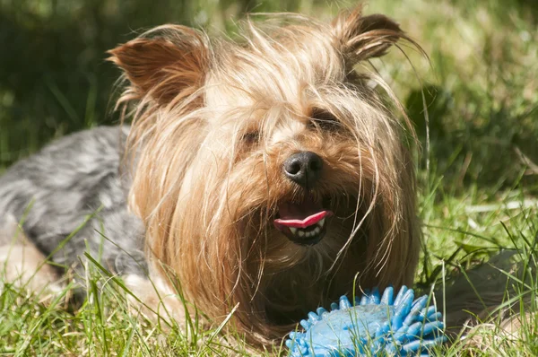 Női, Yorkshire Terrier — Stock Fotó
