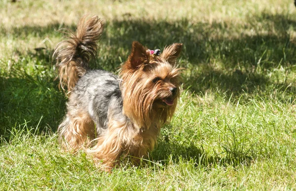 Női, Yorkshire Terrier — Stock Fotó