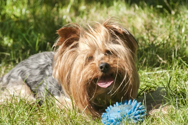 Samica yorkshire terrier — Zdjęcie stockowe