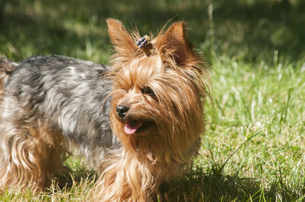 Йоркширский терьер
