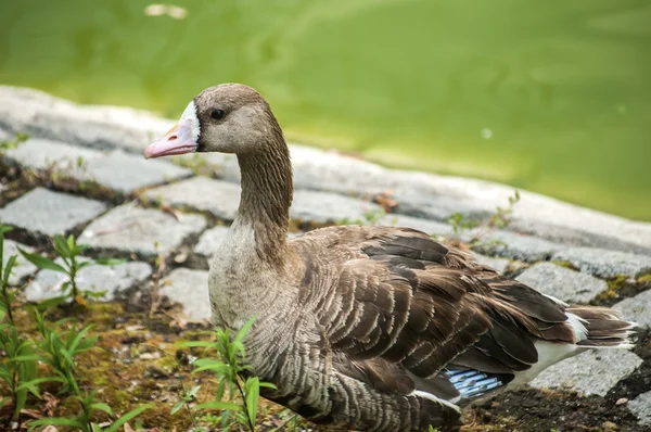 Wild mallard duck closeup — Stock Photo, Image