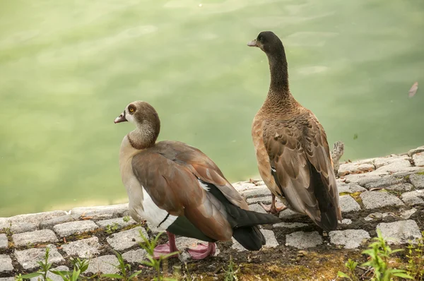 Wild mallard ducks closeup — Stock Photo, Image