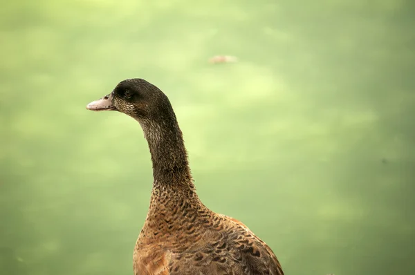 Vild gräsand ducka huvudet närbild — Stockfoto