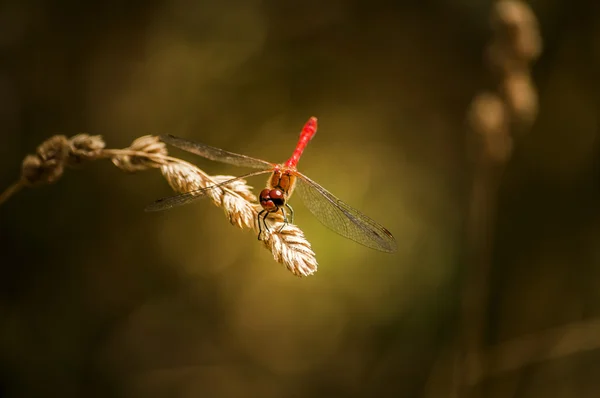 Dragonfly close-up — Fotografia de Stock