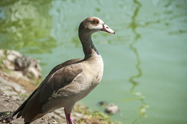 Ägyptische Gans — Stockfoto