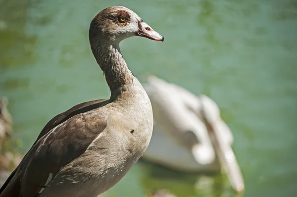 Egyptian goose — Stock Photo, Image
