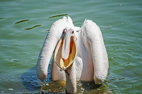 Pelican on pond waters — Stock Photo, Image