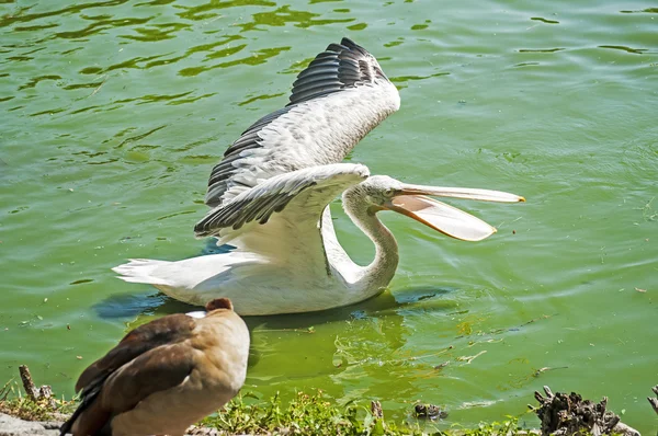 Pelican sur les eaux de l'étang — Photo