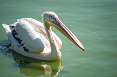 Pelikan göl suları