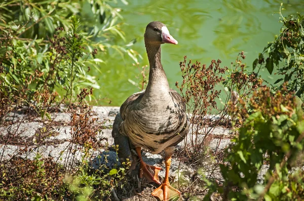 Greater white-fronted goose — Stock Photo, Image