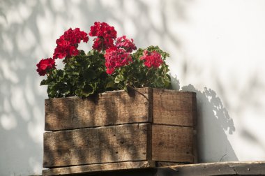 Sardunyalar kap ile ahşap sandık