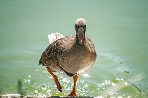 Greater white-fronted goose — Stock Photo, Image