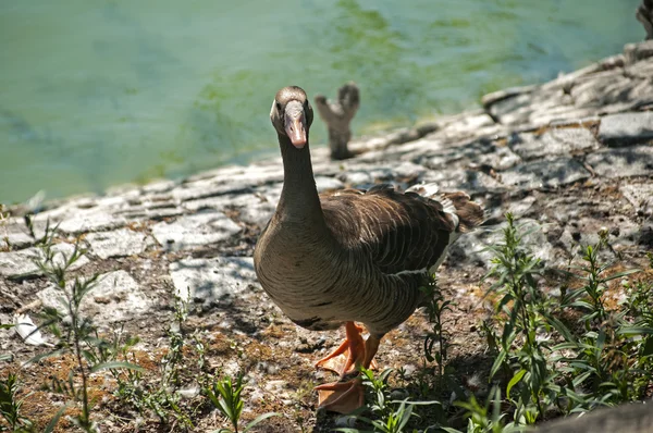 Greater white-fronted goose — Stock Photo, Image