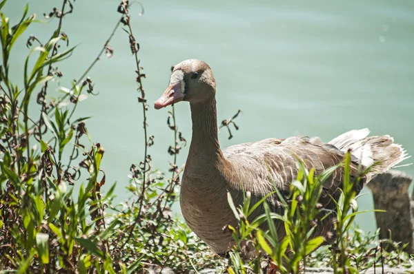 Greater white-fronted goose — Stock Photo, Image