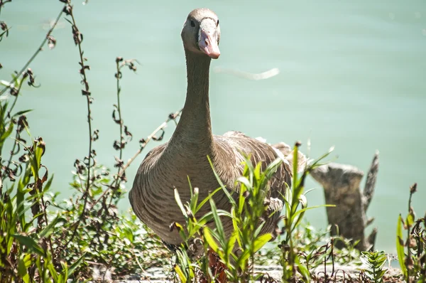 Greater white-fronted goose — Stock Photo, Image