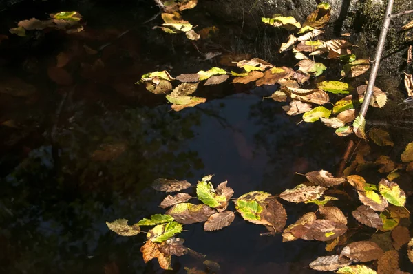 Feuilles d'automne tombées dans la flaque — Photo