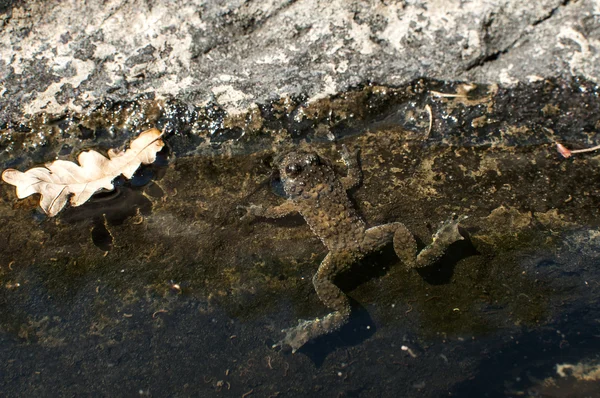 水の中の小さなカエル — ストック写真
