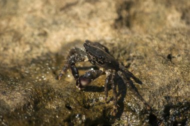 Islak kayada yengeç