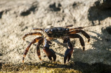 Islak kayada yengeç