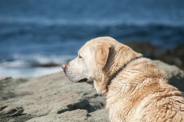 Golden Retriever pies na morze skale — Zdjęcie stockowe