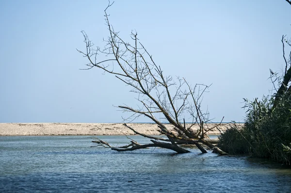 Arbre sec dans les eaux fluviales — Photo