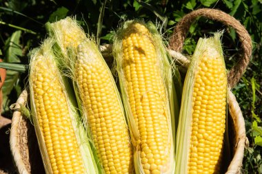 Freshly harvested yellow corn cobs with green husks are displayed in a wicker basket on a sunny farm day