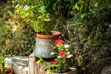 Bright flowers grow in various rustic pots on a wooden stump in a sunny summer garden