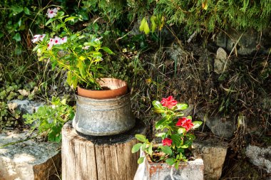 Bright flowers grow in various rustic pots on a wooden stump in a sunny summer garden