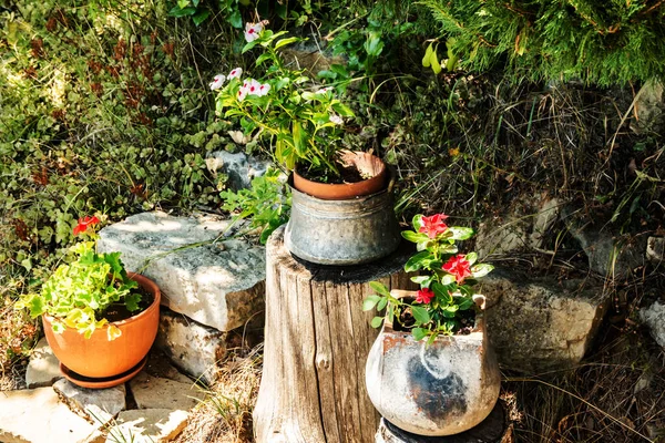 Bright flowers grow in various rustic pots on a wooden stump in a sunny summer garden