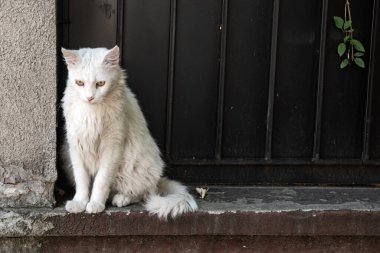 Fluffy domestic long-haired cat sitting on a concrete window ledge against a dark metal door