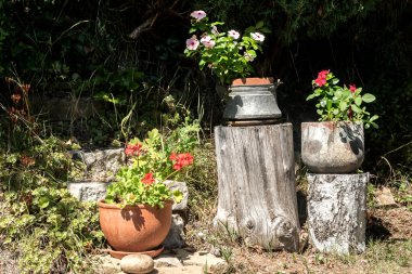 Bright flowers grow in various rustic pots on a wooden stump in a sunny summer garden