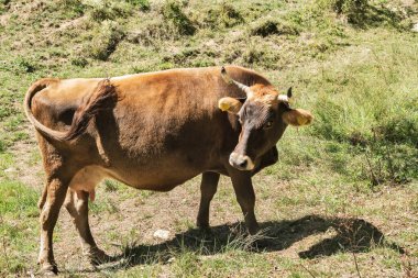 Huzurlu bir çiftlik ineği yemyeşil bir dağ çayırında özgürce otluyor, ekolojik tarım uygulamalarını temsil ediyor.